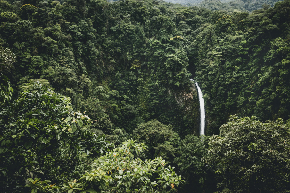 USP Lanka Tours - Explore Sinharaja Forest Reserve