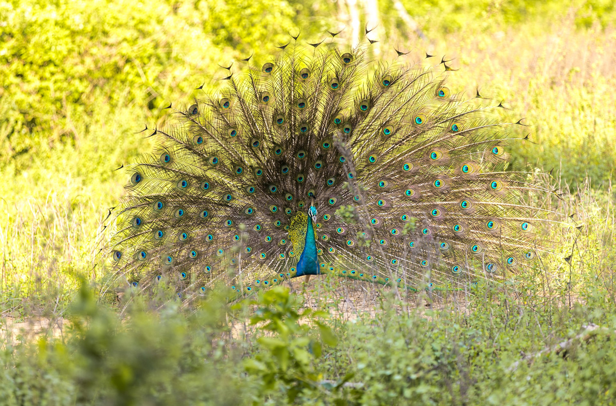 USP Lanka Tours - Jeep Safari In Udawalawe National Park